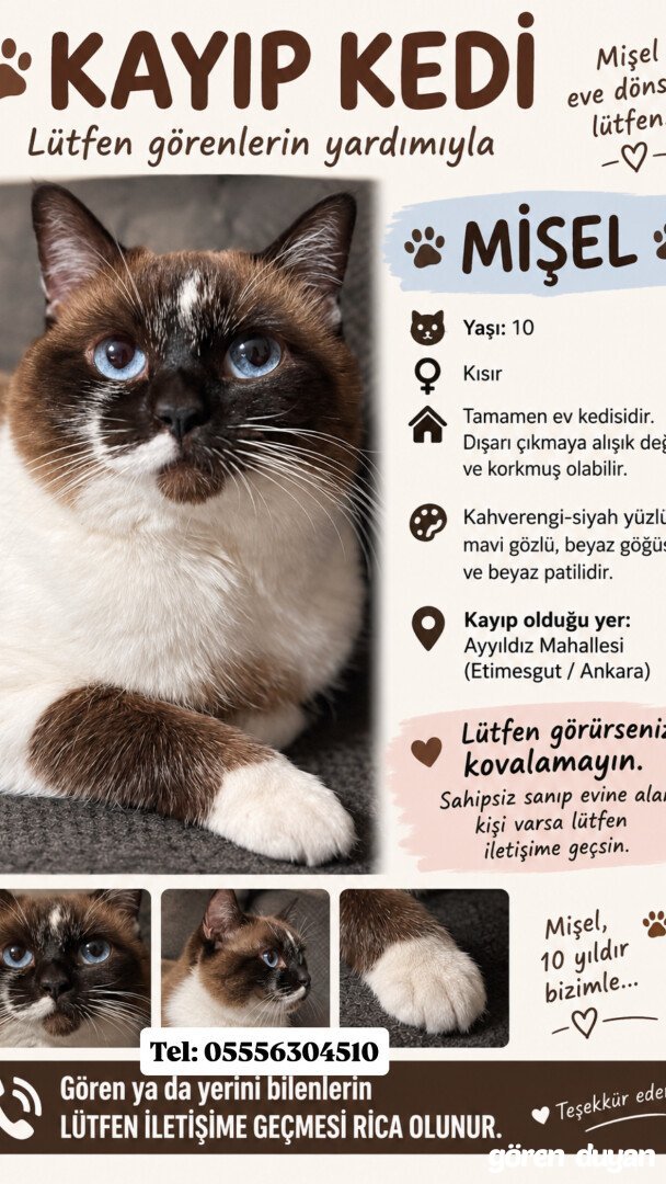 Kayıp kedi Ankara