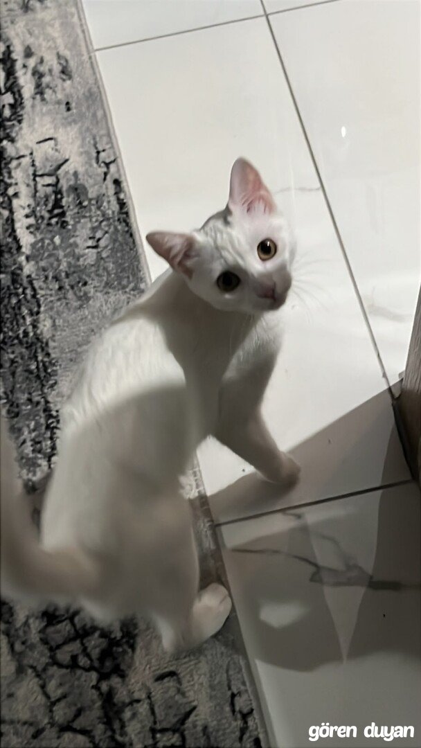 Kayıp Kedi -KAĞITHANE - ÇİPLİ