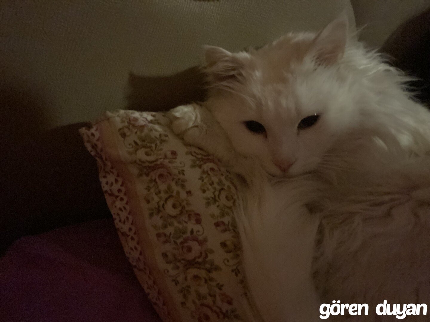 Kayıp kedi (mersin yenişehir)