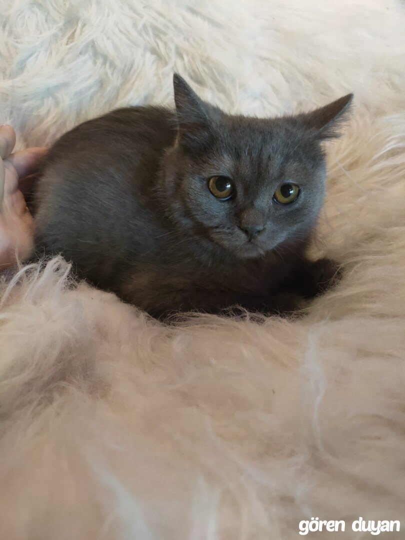 Denizli Cumhuriyet mahallesi kayıp kedi