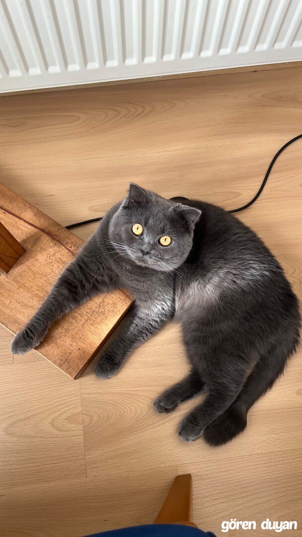 Kayıp Kedi (22.09.2026)
