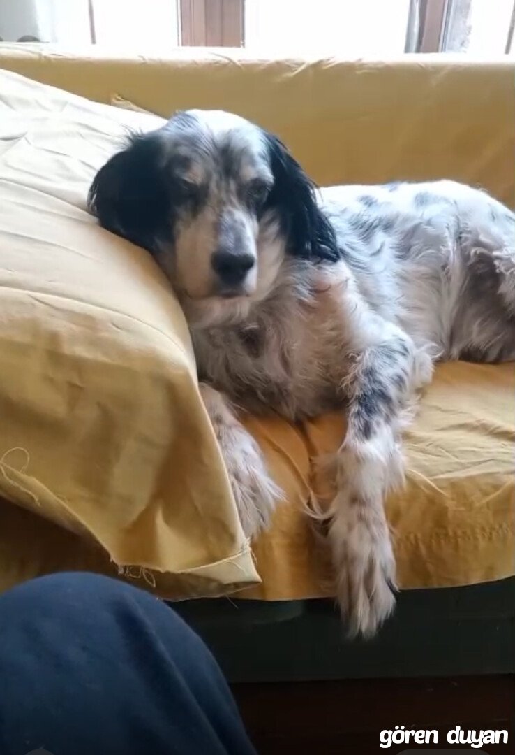 Kayıp Köpek (22.09.2026)