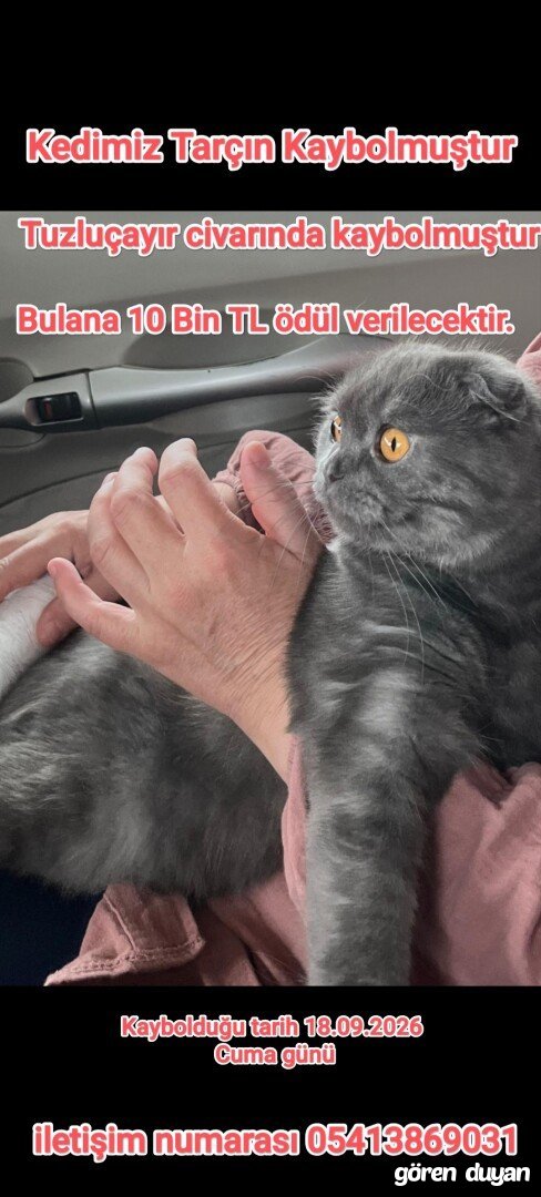 KAYIP KEDİ TARÇIN