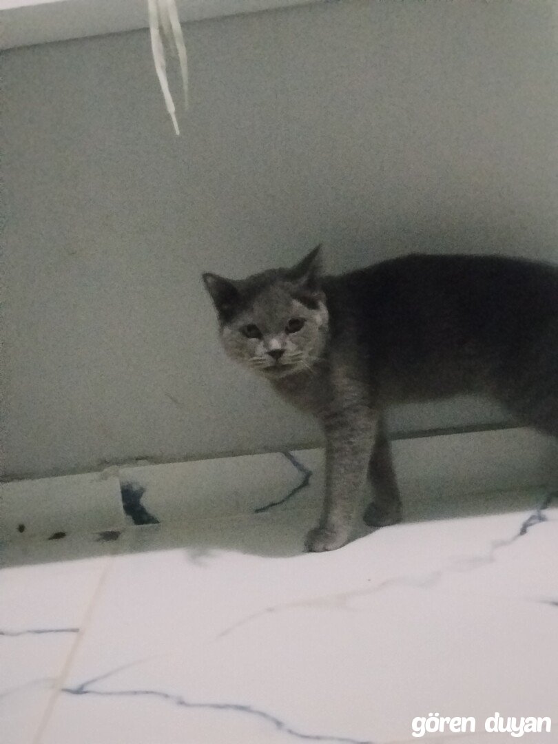 Şanlıurfa devteystinde cins kedi sahibi araniyor