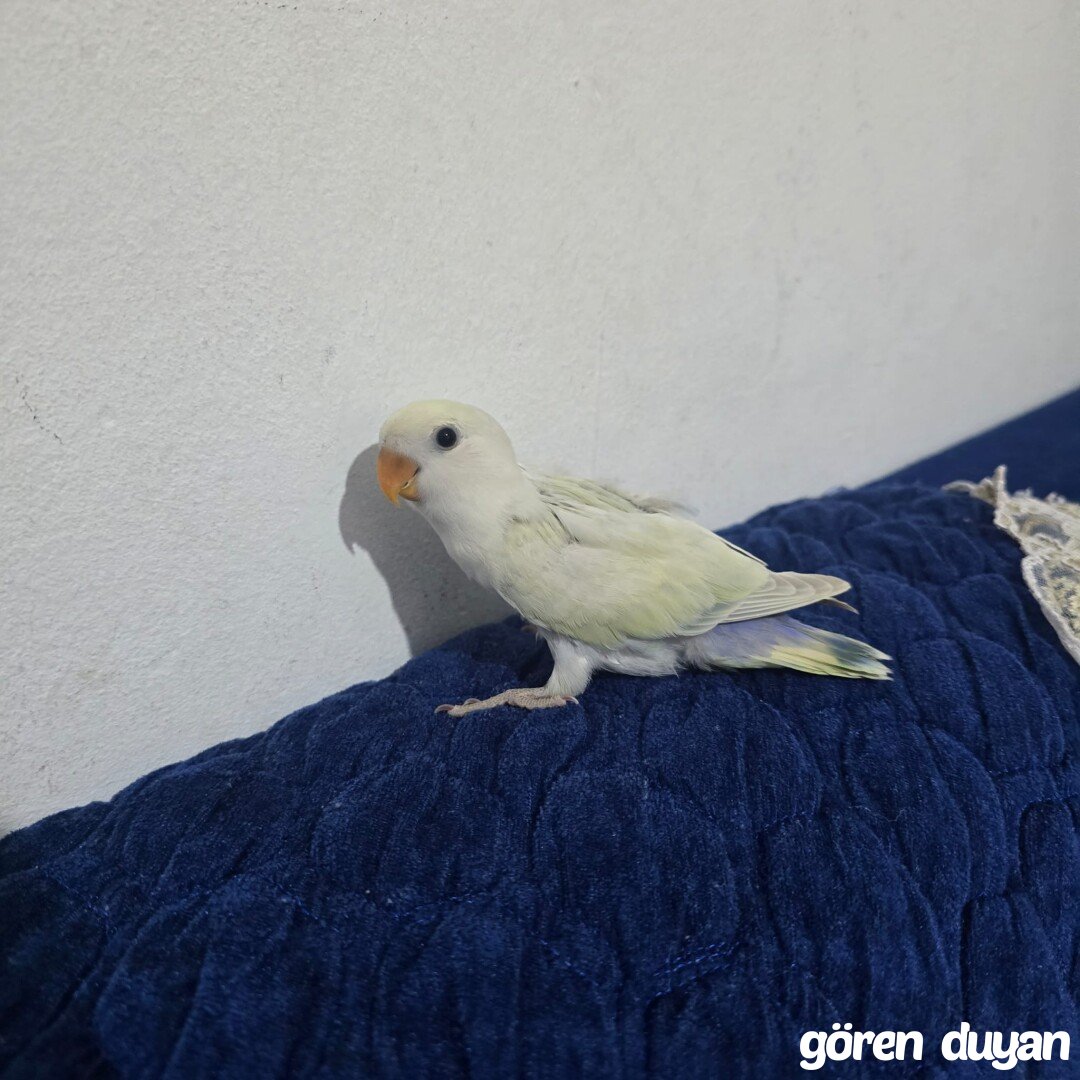 Kayıp aranıyor