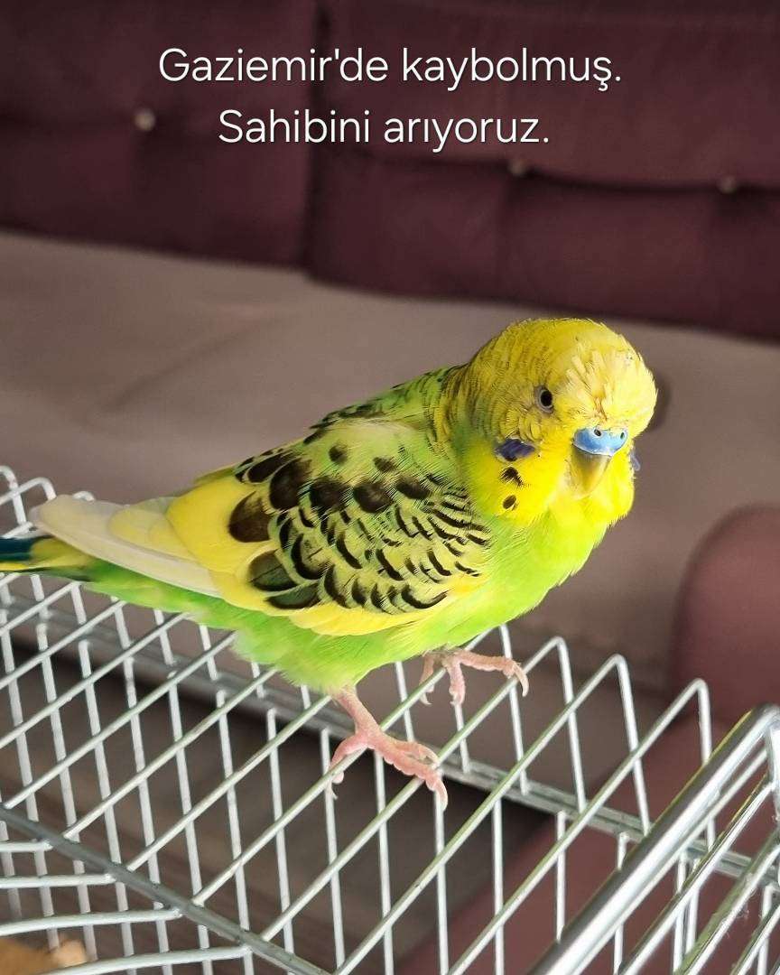 İZMİR GAZİEMİR SAHİBİ ARANIYOR