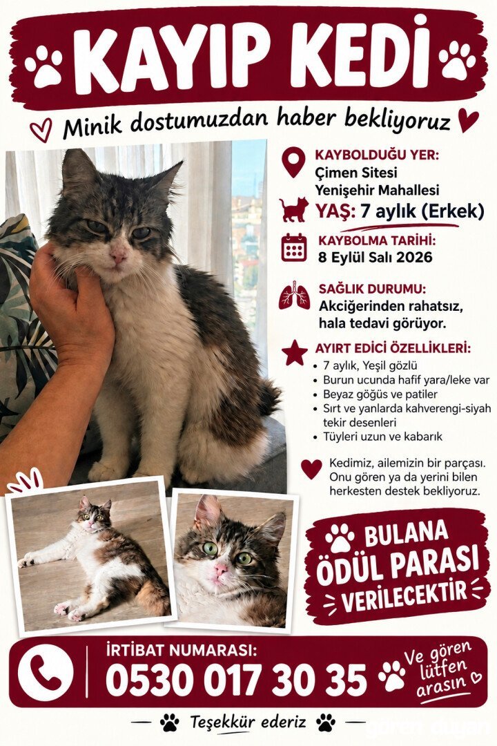 Kayıp kedi yenişehir pendik