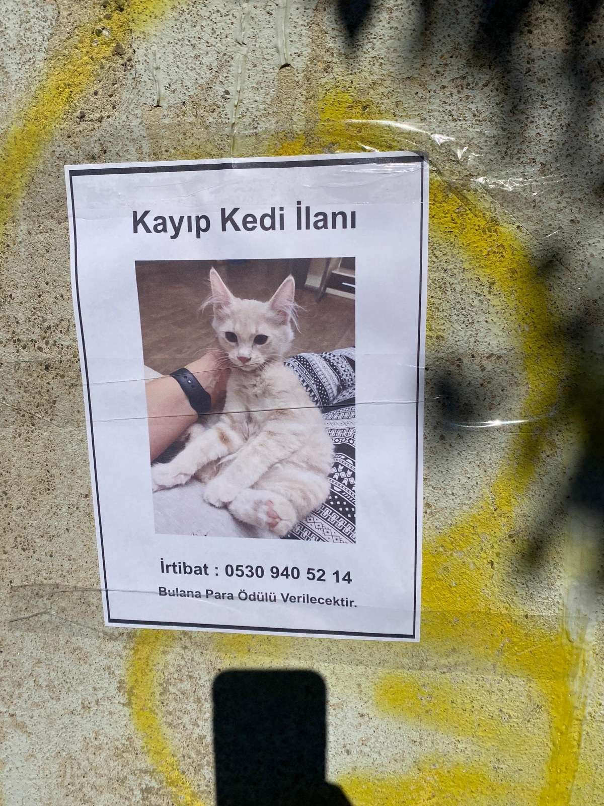 Kayıp Kedi (Ödüllü ilan)