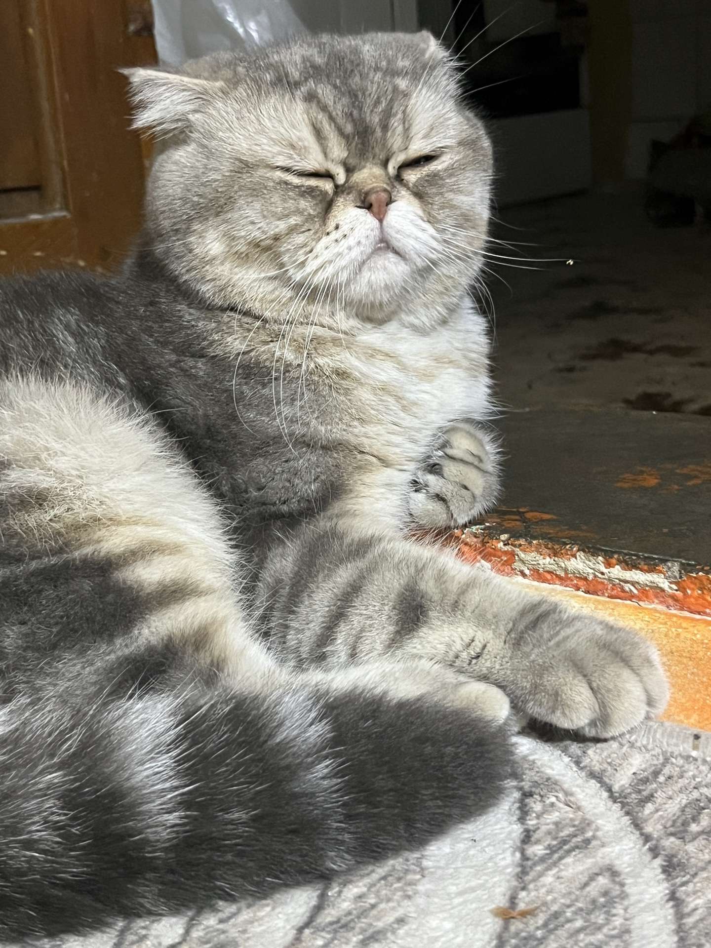 Kayıp Cins Kedi