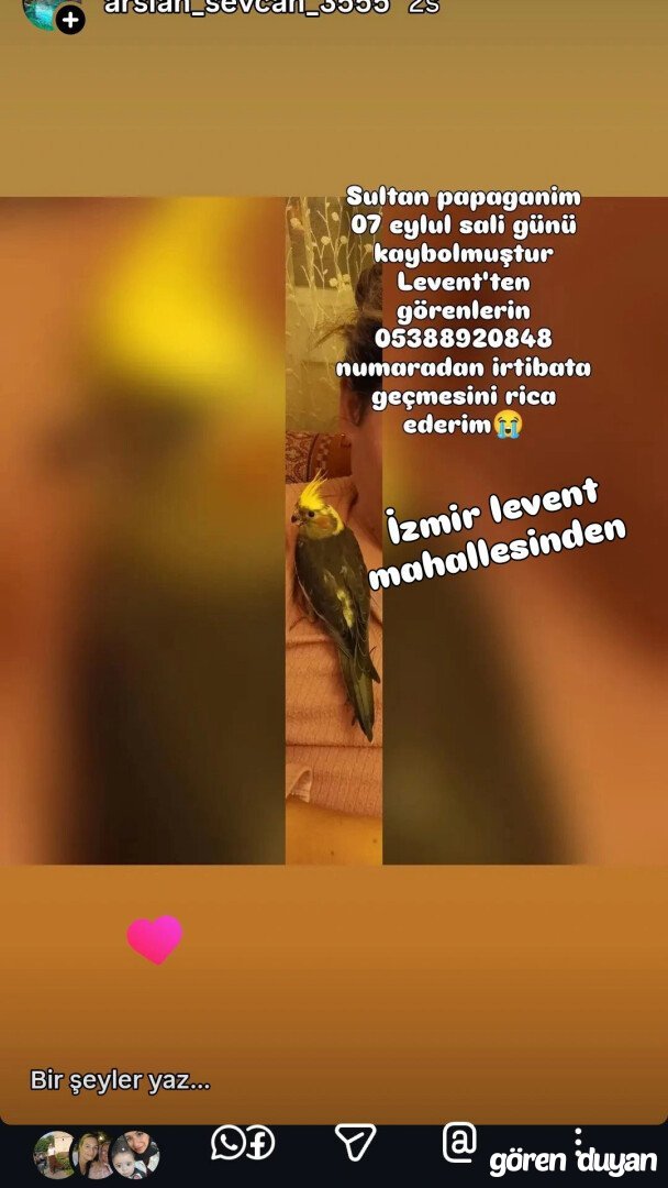 Kayıp sultan papağanı