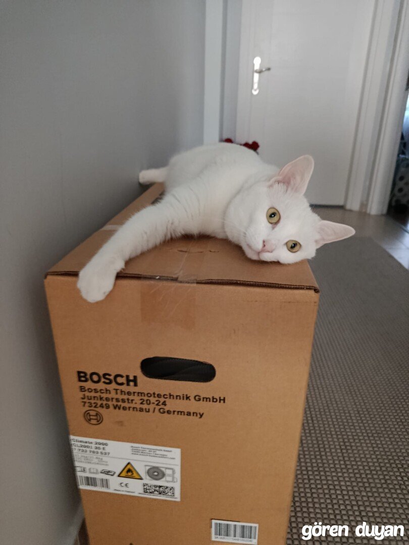 Kayıp kedi esenyurt