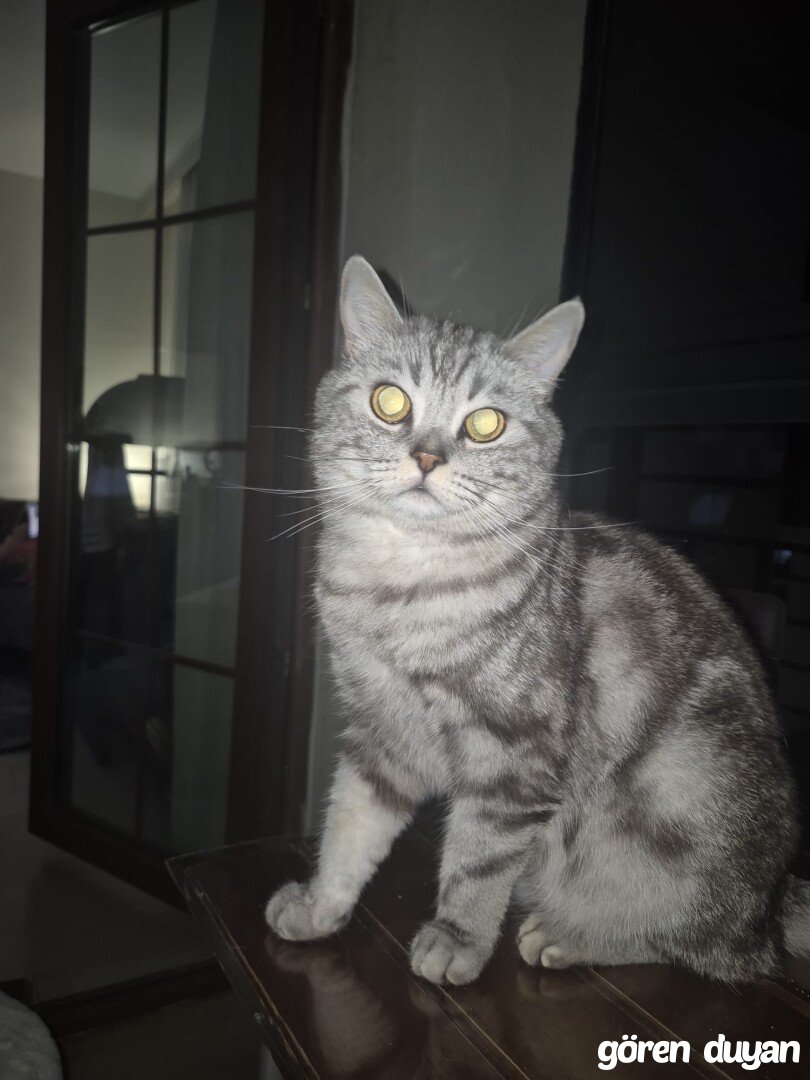Kayıp kedi / Aydın