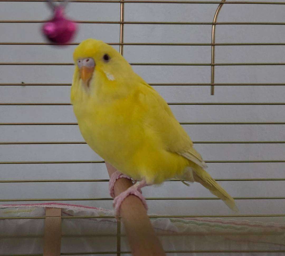 Kayıp Kuş Limon