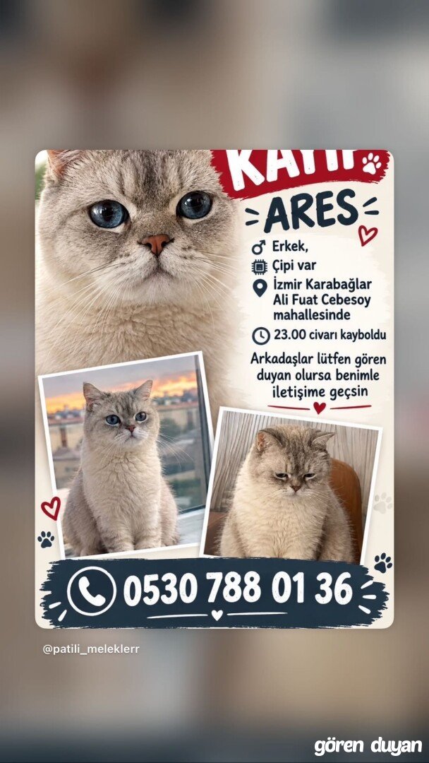 KAYIP KEDİ - KARABAĞLAR İZMİR