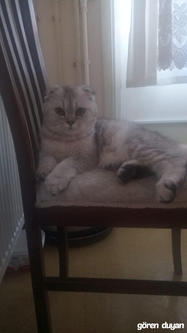 Kayıp Kedi (16.09.2026)