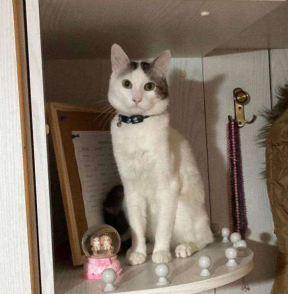 KAYIL KEDİ İLANI