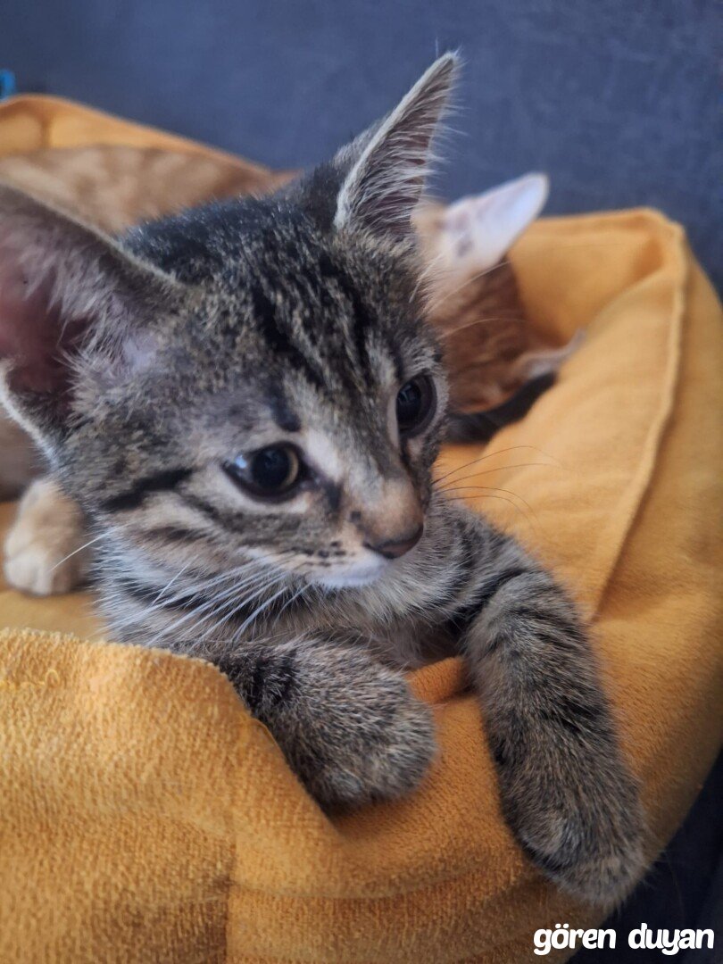 Kayıp Kedi (25.04.2026)