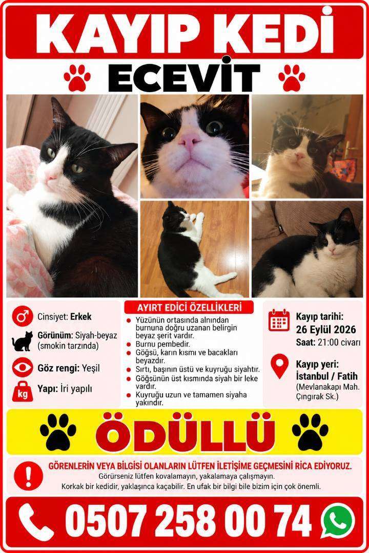 Kayıp Kedi "Ecevit" - Fatih / Mevlanakapı Mah. (Ödüllü İlan)