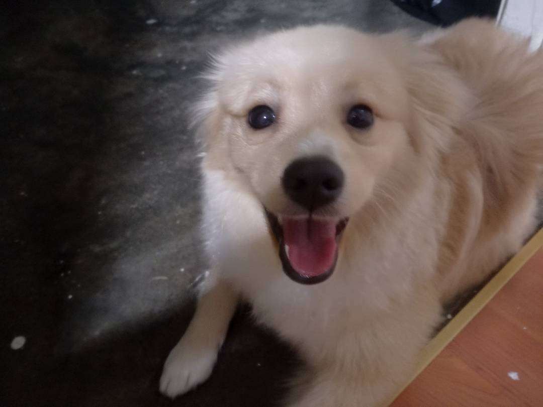 kayıp köpek