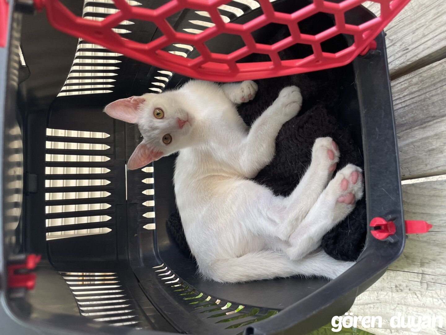 Kayıp kedi-Kocaeli Gebze