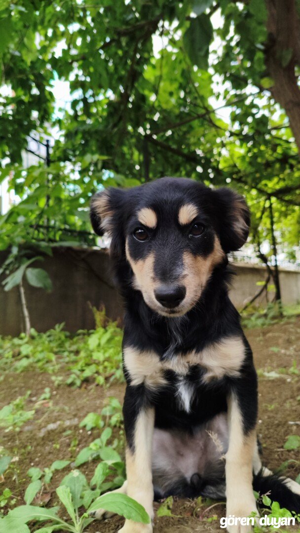 Sahibi Aranıyor: Köpek (27.09.2026)