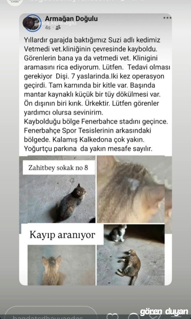 Kayıp Kedi (19.09.2026)