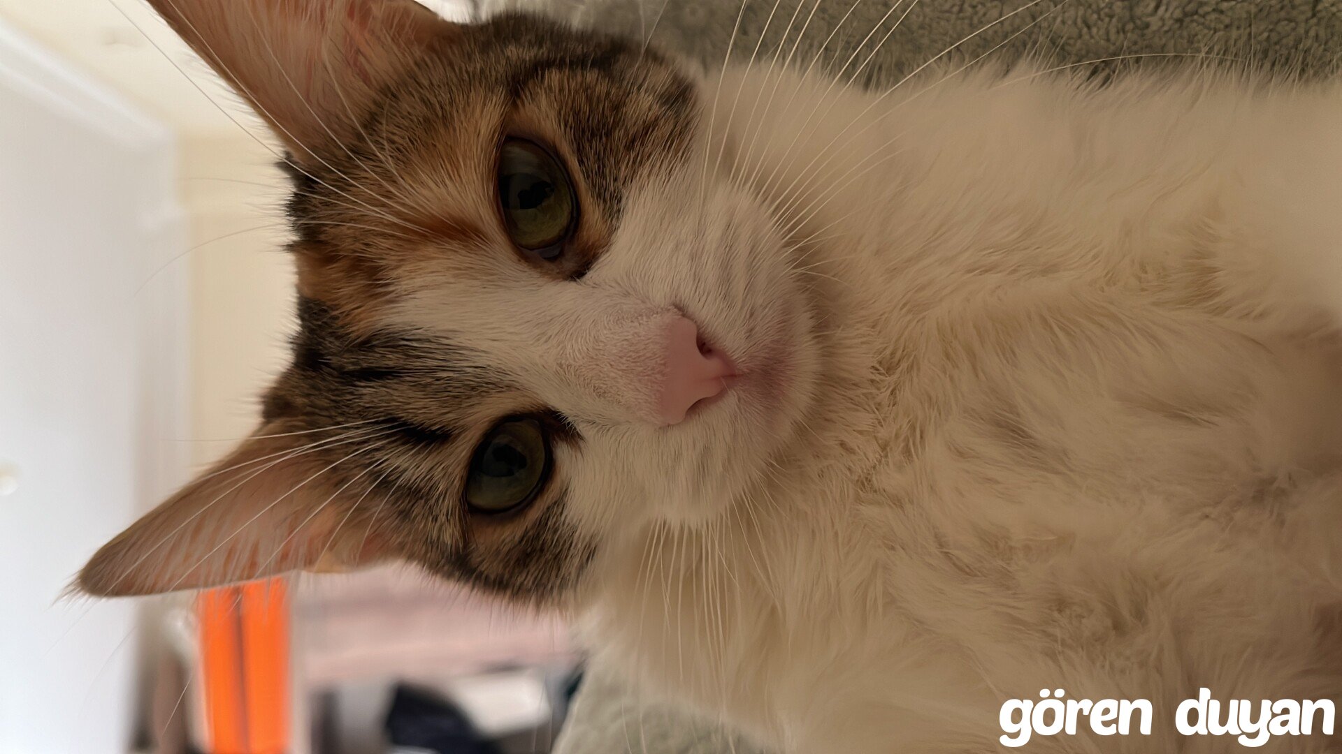 GAZİOSMANPAŞA’DA KAYIP KEDİ