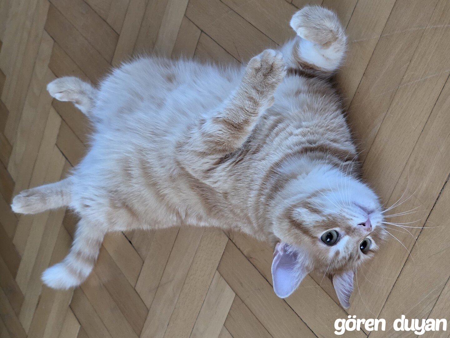 Kayıp Kedi (25.09.2026)