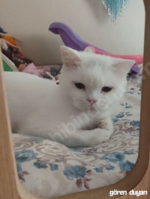 Kayıp kedi bursa yıldırım