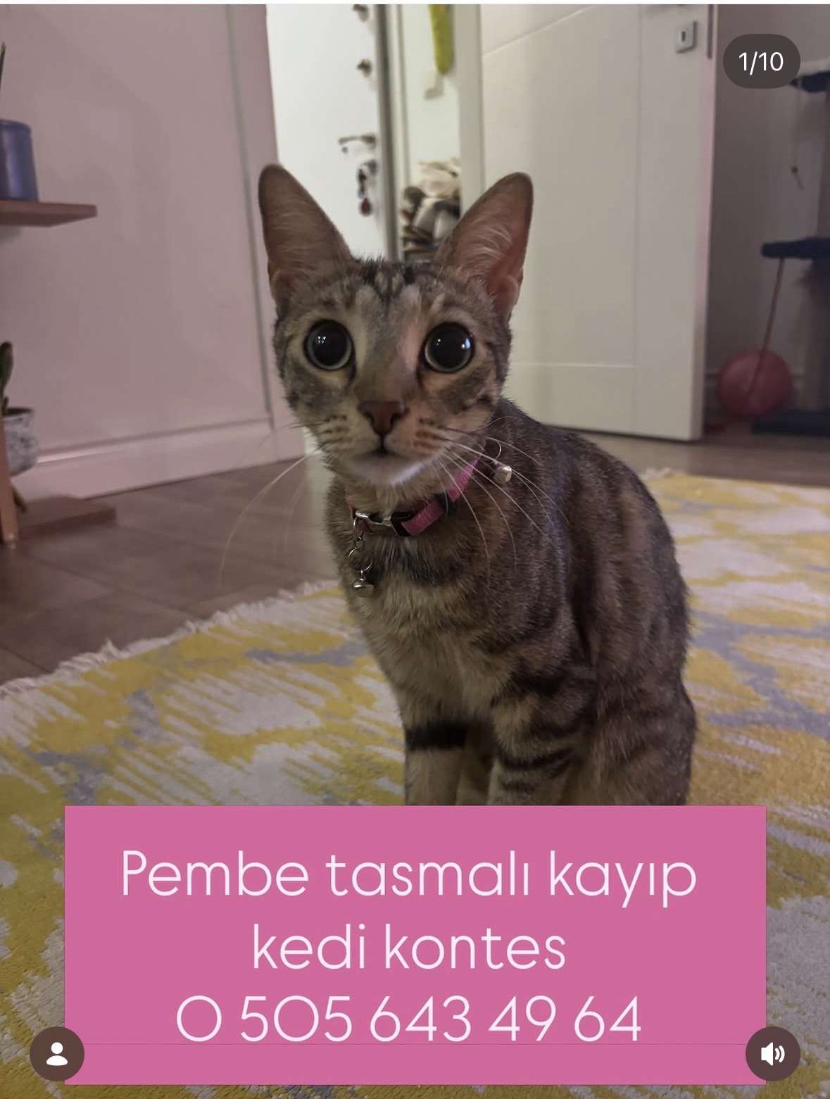 PEMBE TASMALI KAYIP KEDİ