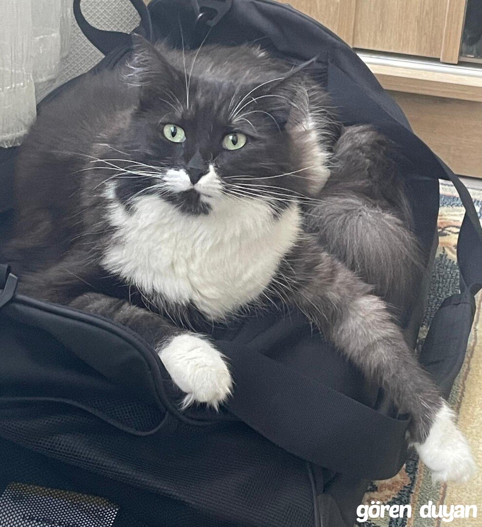 KAYIP KEDİ - EYÜP / NİŞANCA