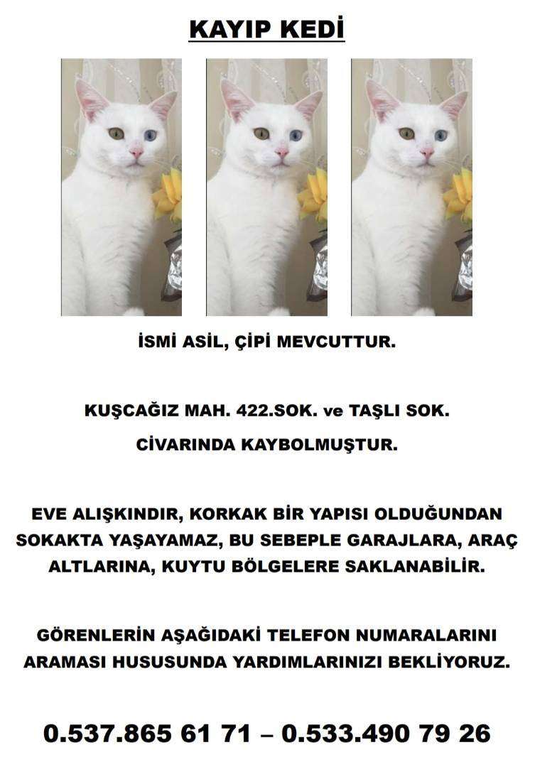 Kayıp Van Kedisi