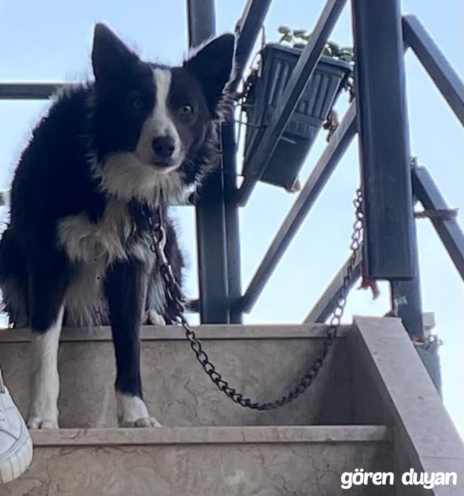 Kayıp Köpek (28.09.2026)