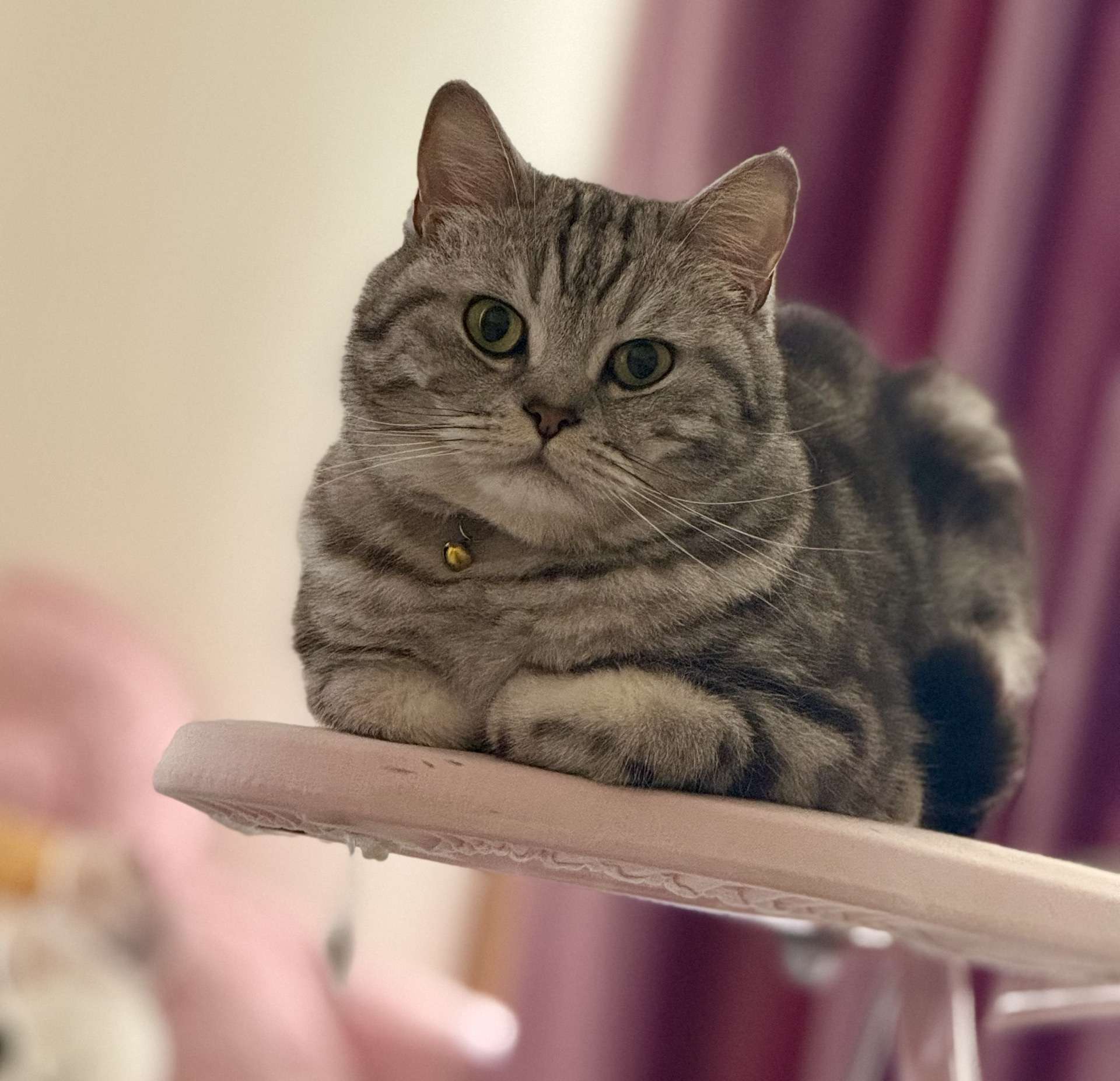 Kayıp kedi
