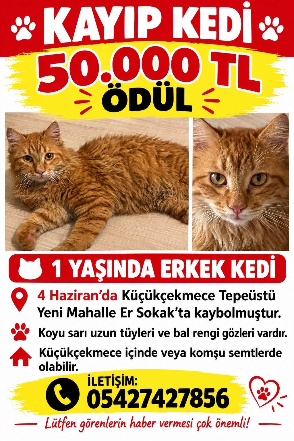 Kayıp Kedi (Ödüllü İlan)