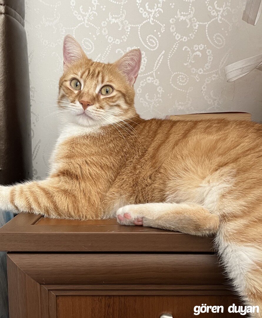 Kayıp Kedi (29.09.2026)