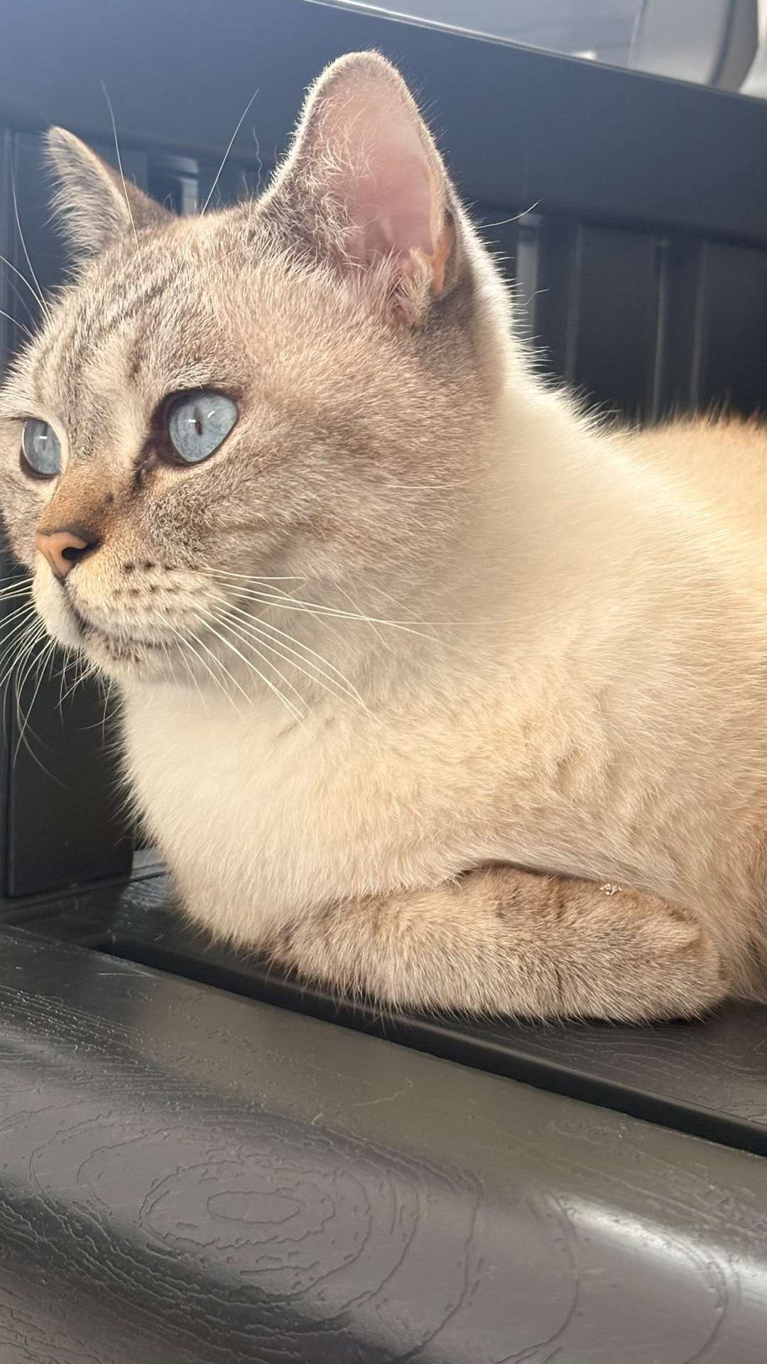 Sahibi Aranıyor: Kedi (13.09.2026)