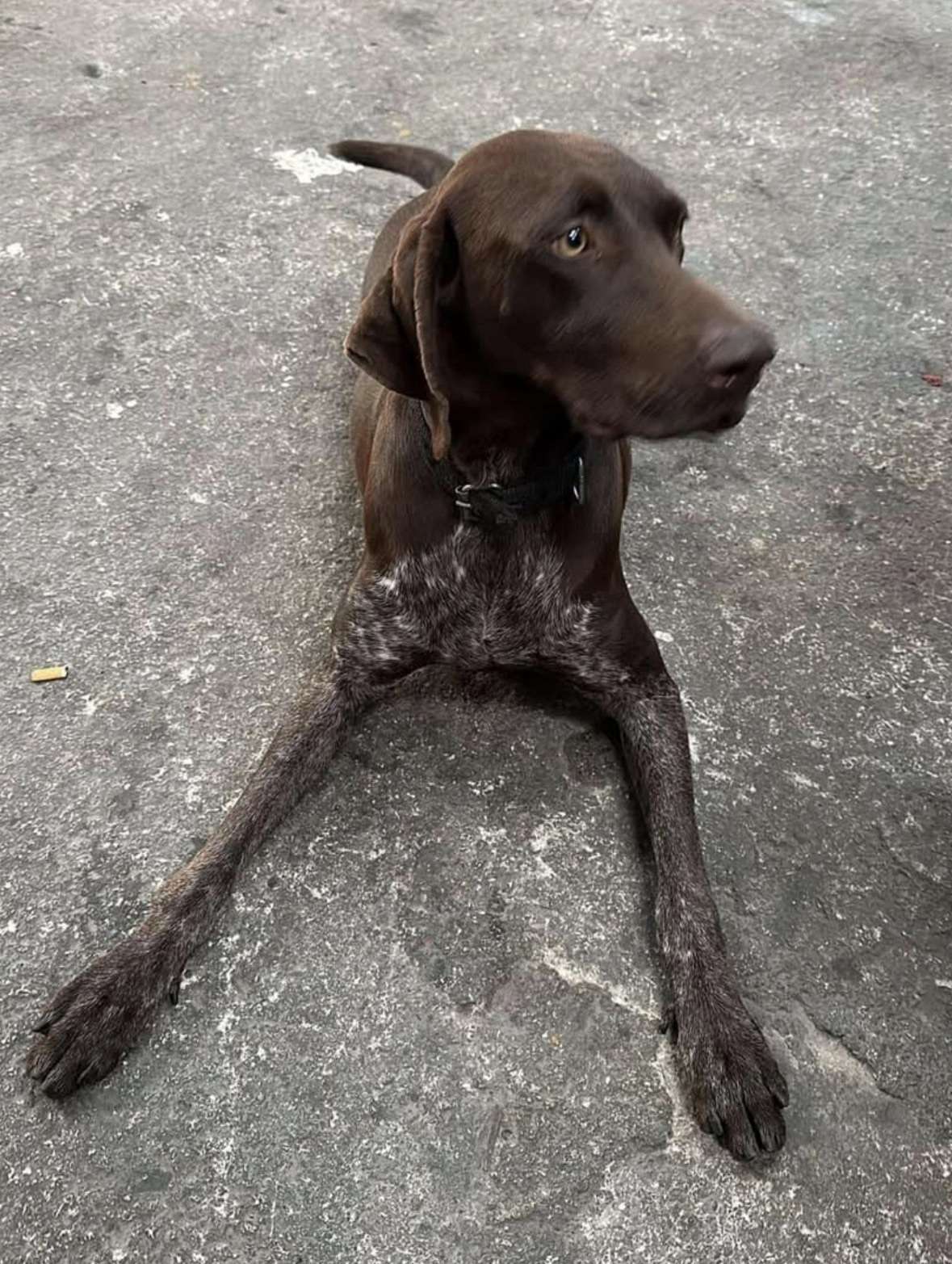 Mugla Fethiye Kayip Kopek