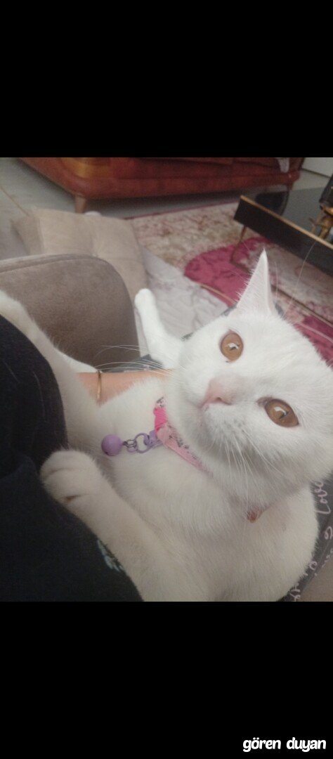 Kayıp Kedi (30.09.2026)