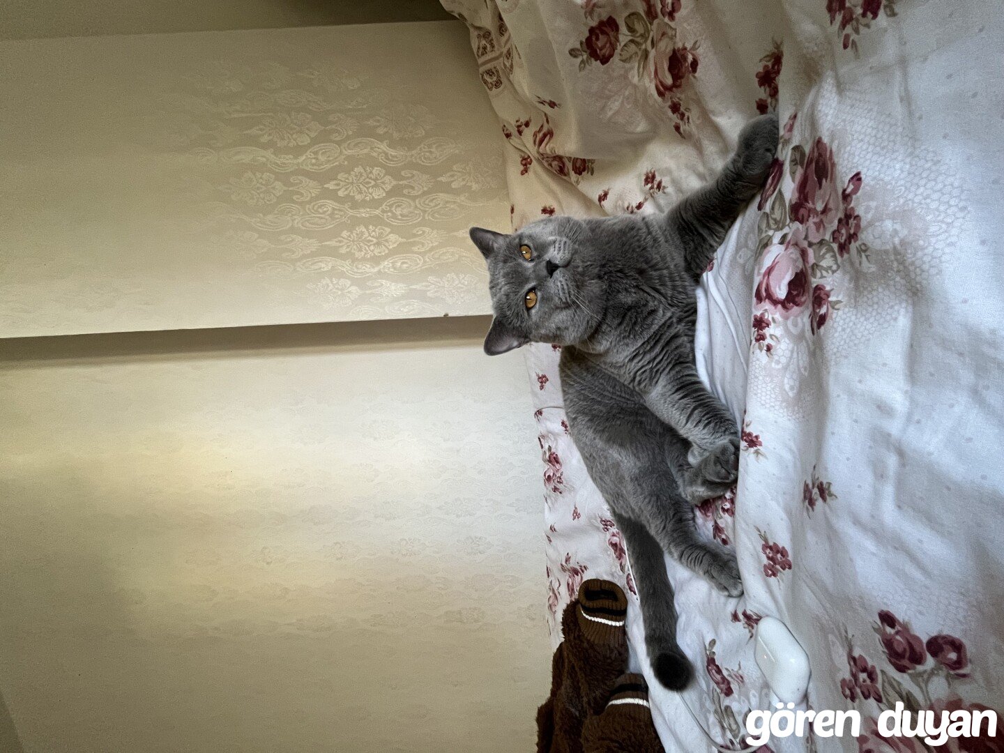 Kayıp Kedi (17.09.2026)