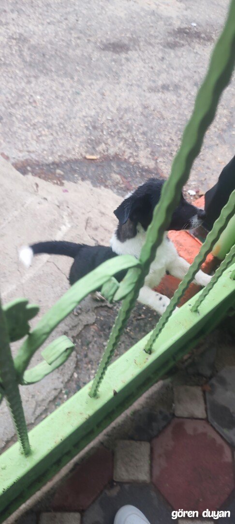 Sahibi Aranıyor: Köpek (01.10.2026)