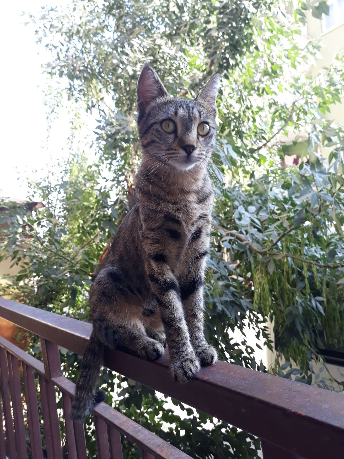 KEDİ KAYIP İLANI
