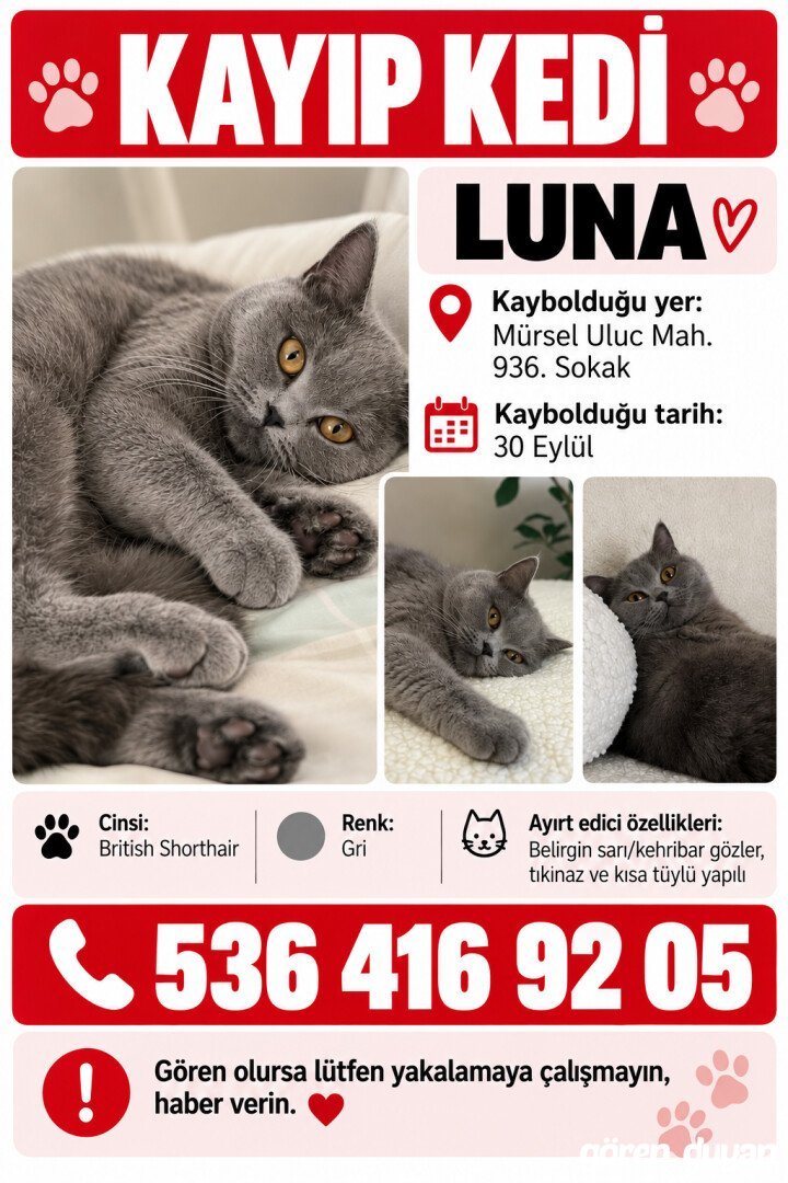 Kayıp Kedi (30.09.2026)