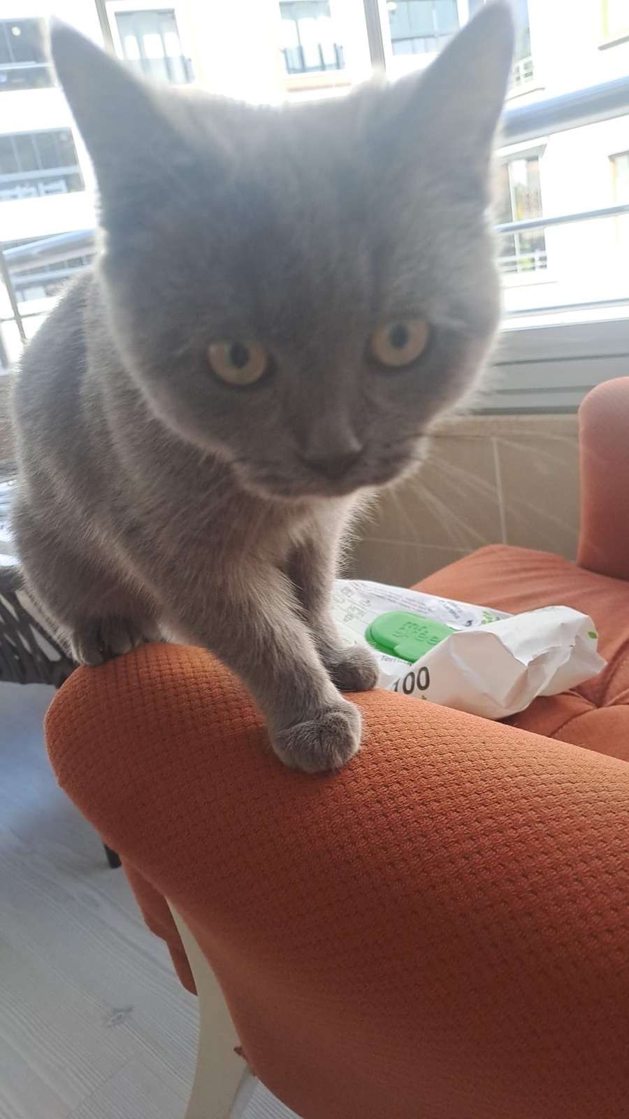 Sahibi Aranıyor: Kedi (01.10.2026)