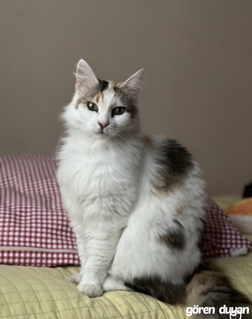 KAYIP KEDİ-SAPANCA