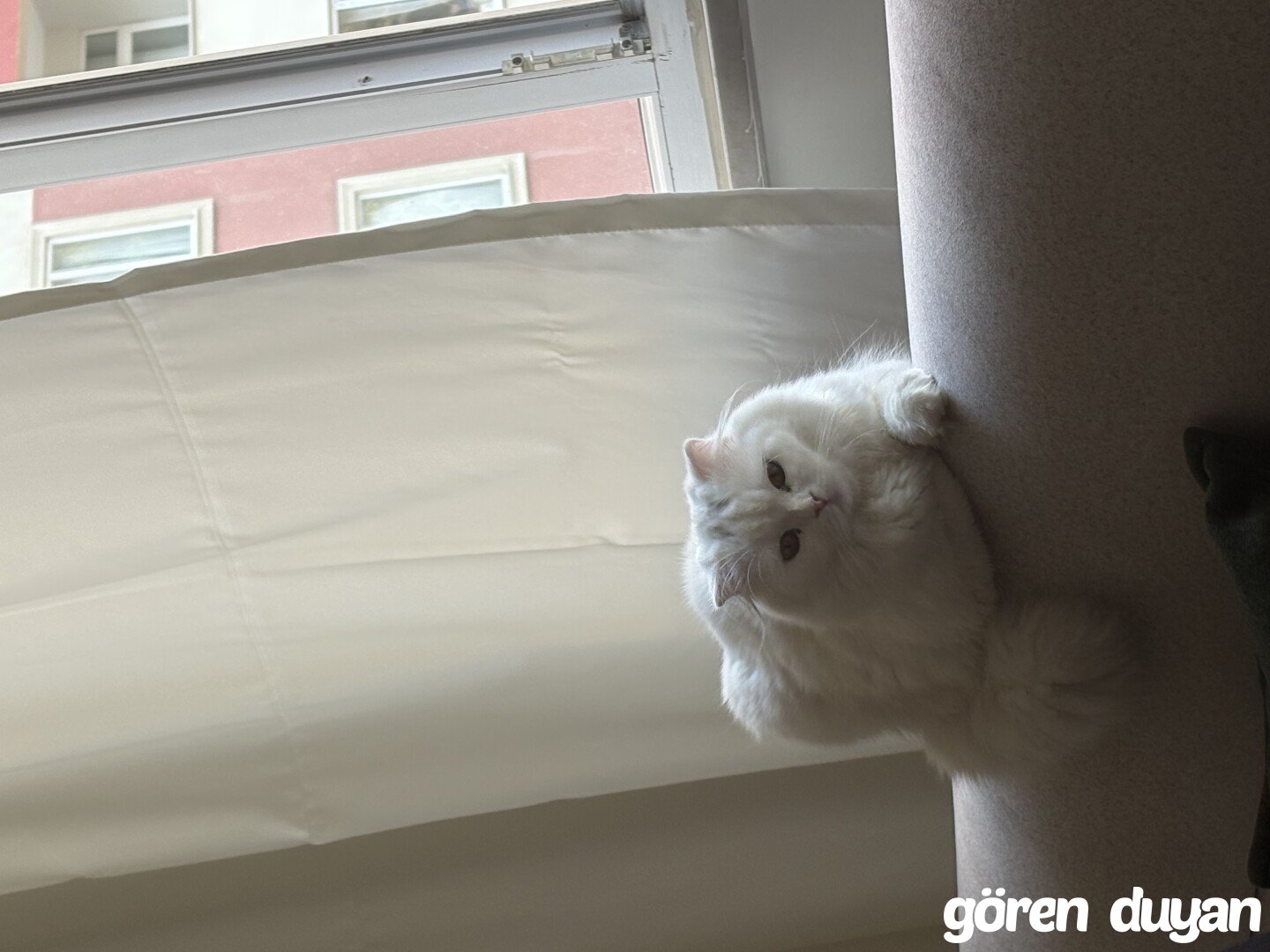 Kayıp kedi başakşehir