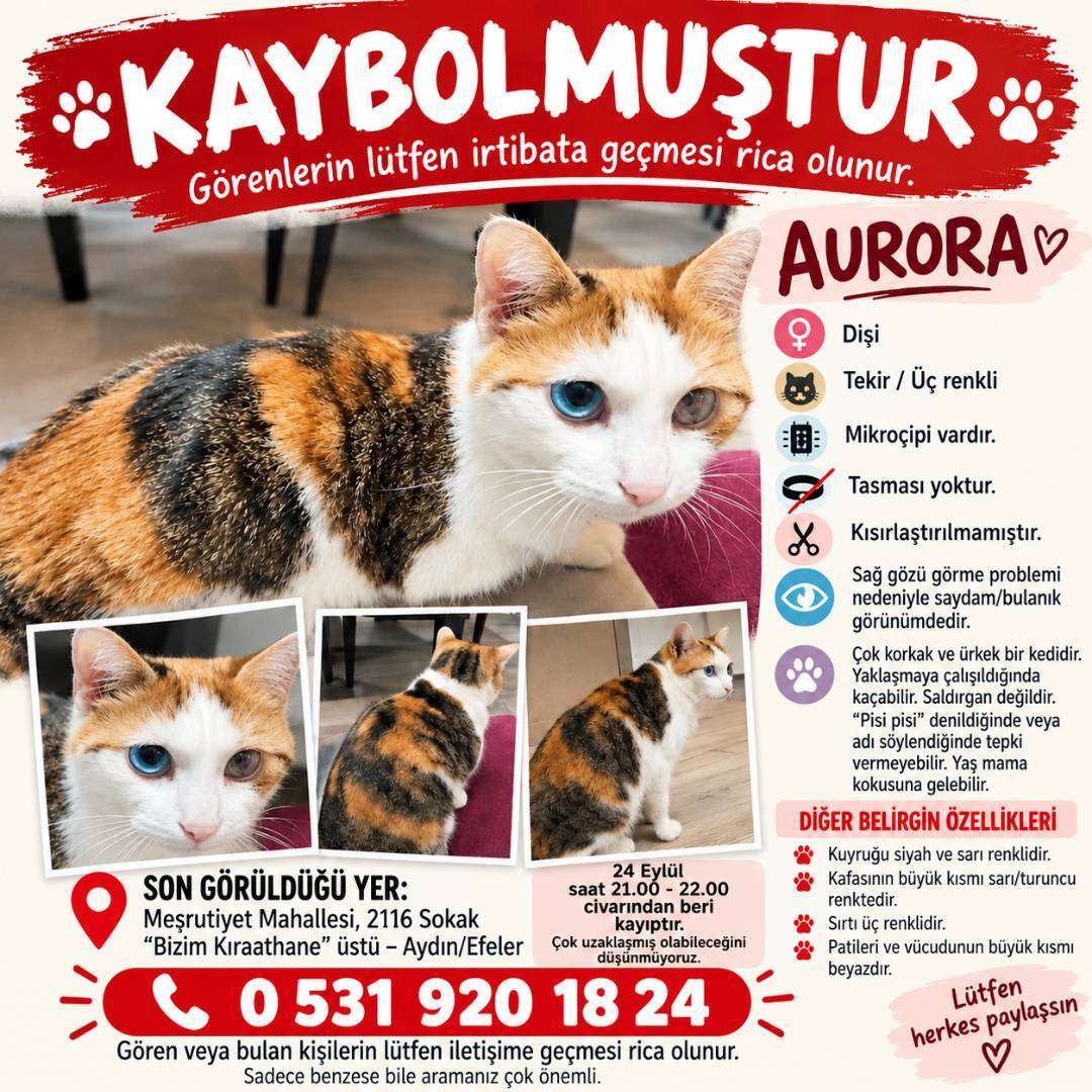 KAYIP KEDİ AURORA!!! (5 GÜNDÜR KAYIP)