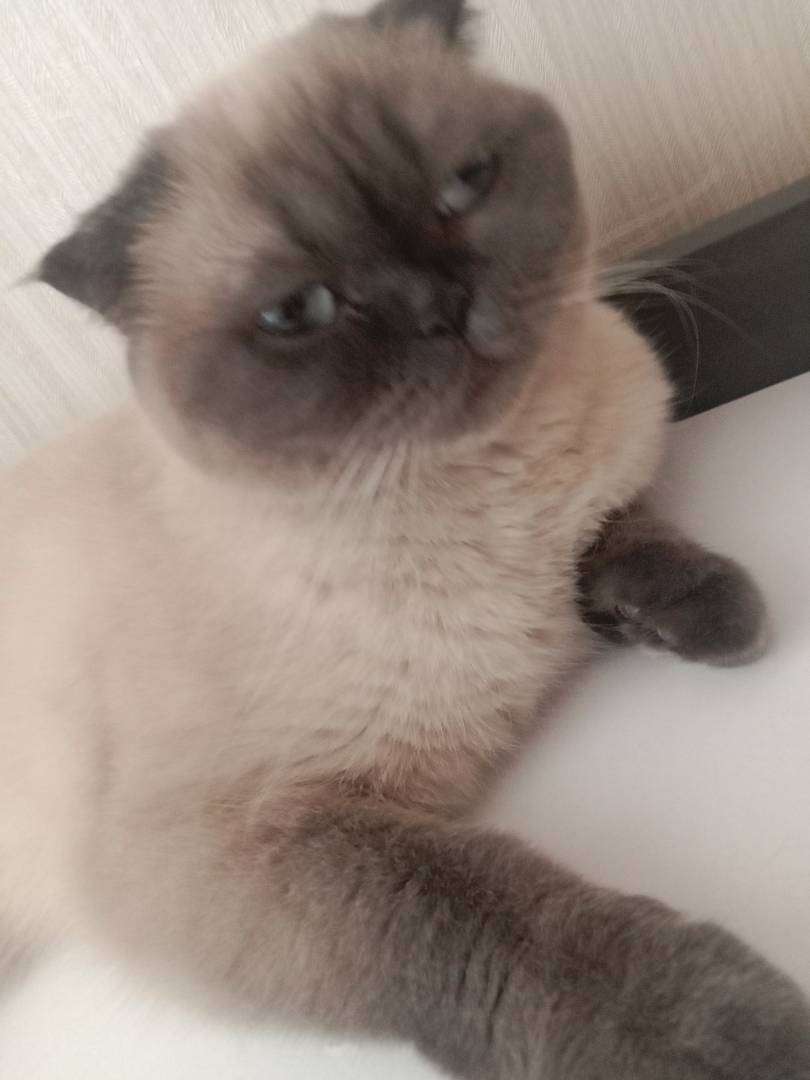 kayıp kedi sütlaç