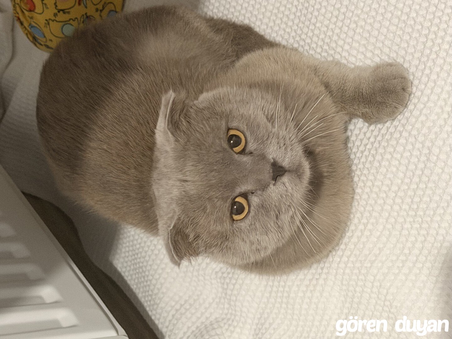 Sahibi Aranıyor: Kedi (1.10.2026)