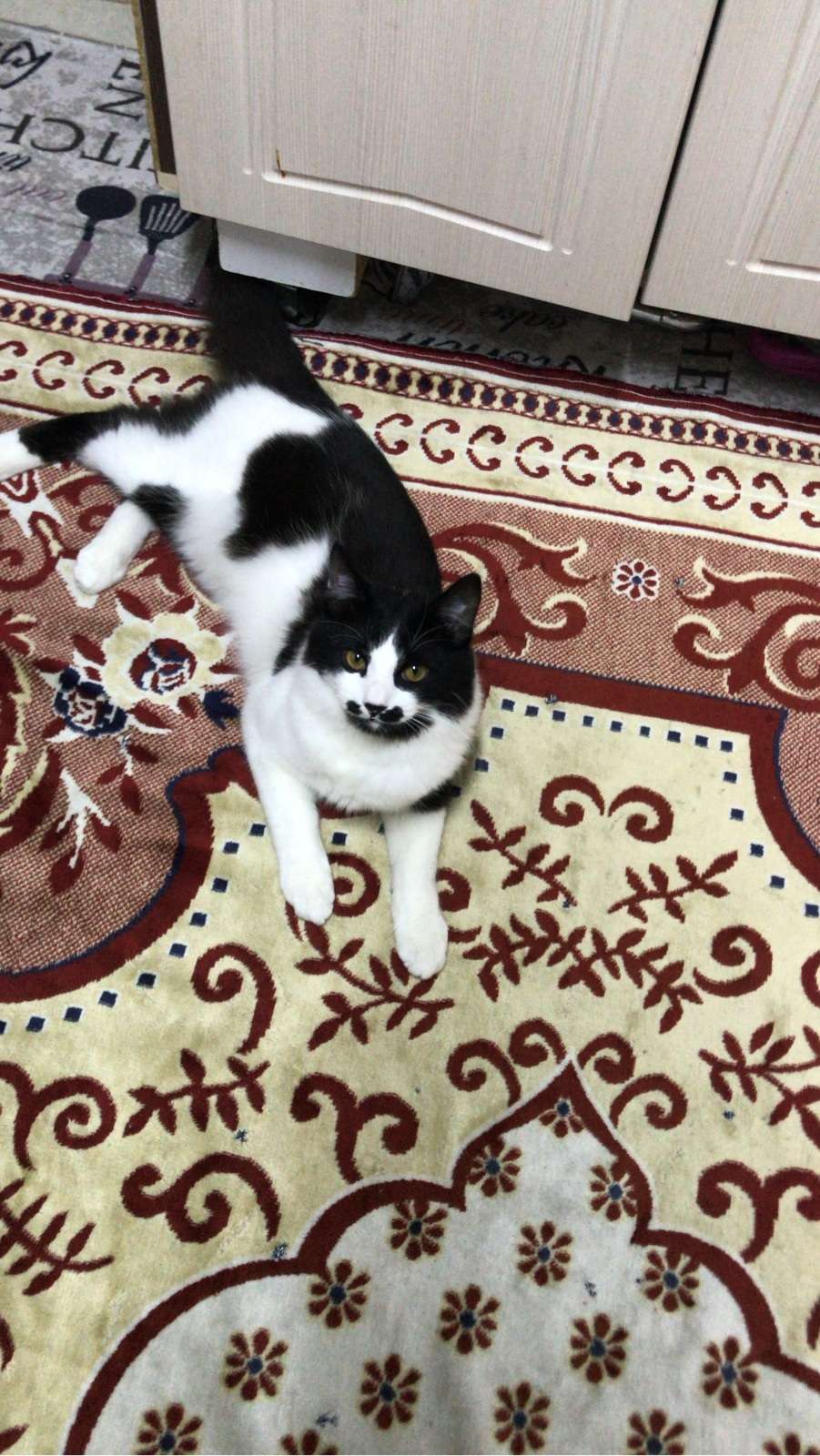 Kayıp Kedi (28.09.2026)